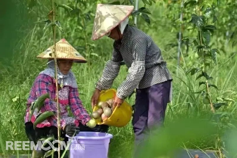 從2014年的2000畝到2022年的6.1萬畝，貴州省從江縣百香果種植面積逐步擴大，已成為了縣主導產業，也成為了群眾致富的“金果果”。走進從江縣農特產品集散中心大數據服務中心，從跳動的百香果數據屏可以看出，從江百香果的最高批發價已經達到19元/斤，而全國最高批發價則在15.6元/斤。想要果品在市場中取得消費者的喜愛和認可