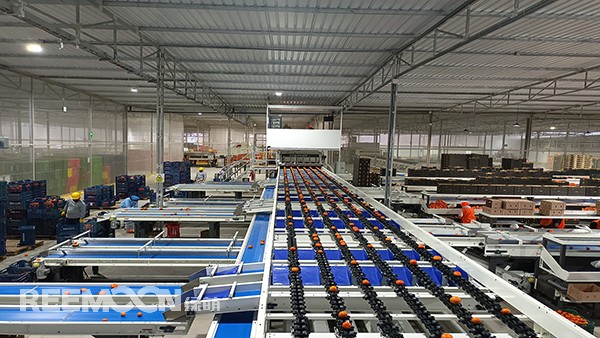 秋意漸濃, 橘香四溢。秘魯最大的冷庫制造商Friopacking投資新建的加工廠里熱鬧不凡，綠萌Fruscan S7柑橘分選設備正火力全開。據悉，Friopacking投資的公司Packing del Carmen主要加工柑橘和牛油果。與綠萌的結緣也是得益于南非與智利客戶的大力推薦。在經過與多家分選設備生產商比對以及與綠萌工程師溝通后，Packing del Ca